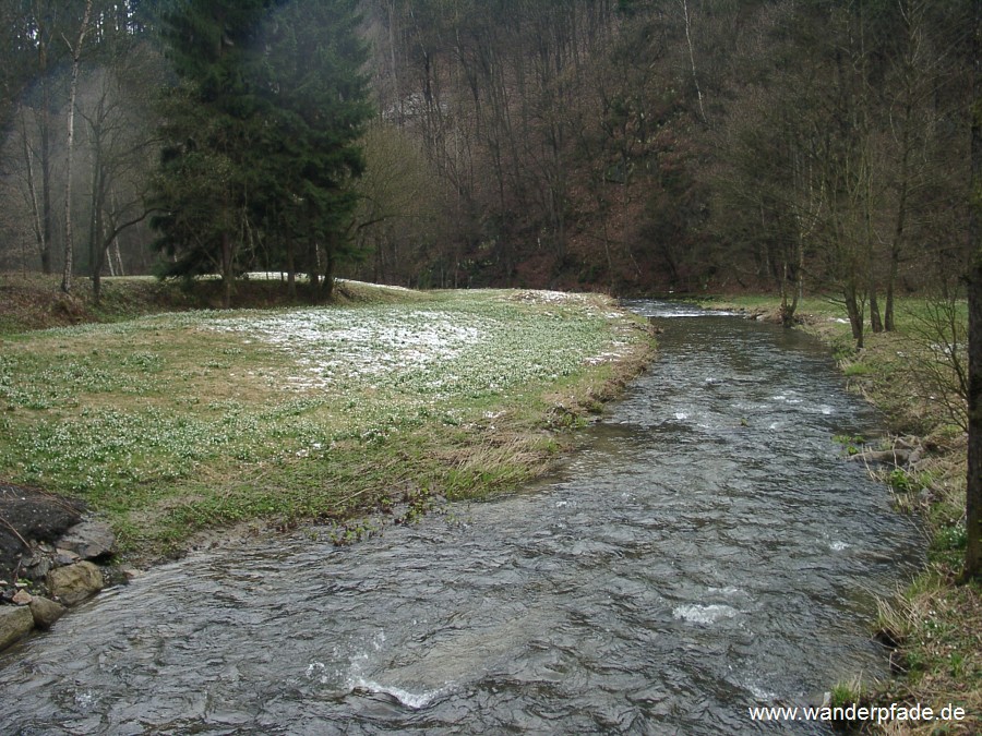 Foto: Polenztal (oberes), Märzenbecherwiesen im Polenztal, Polenz
