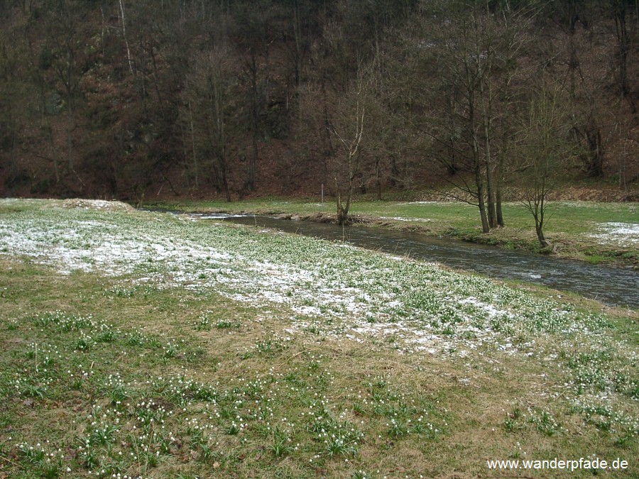 Foto: Polenztal (oberes), Märzenbecherwiesen im Polenztal, Polenz