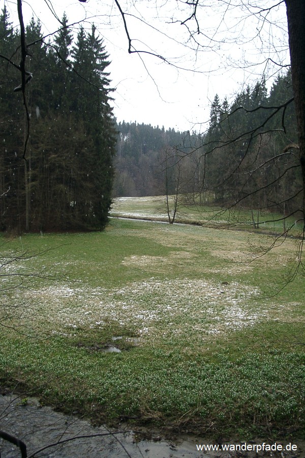 Foto: Polenztal (oberes), Märzenbecherwiesen im Polenztal