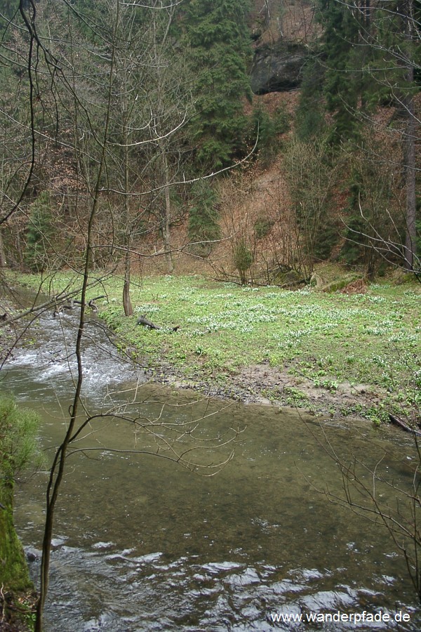 Polenztal (unteres), Mrzenbecherwiesen im Polenztal, Polenz