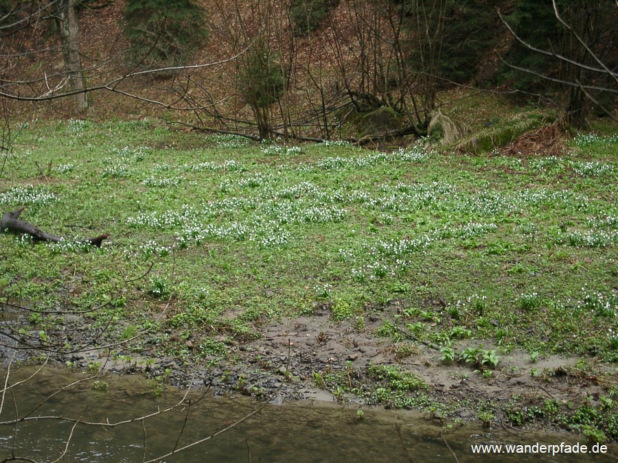 Polenztal (unteres), Mrzenbecherwiesen im Polenztal