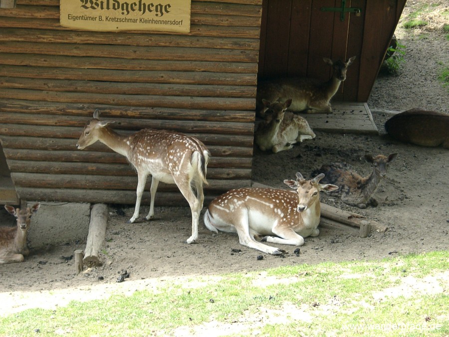 Damwildgehege bei Papstdorf