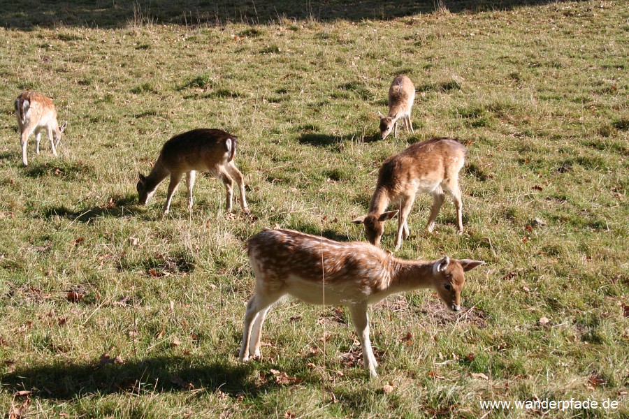 Damwildgehege bei Papstdorf