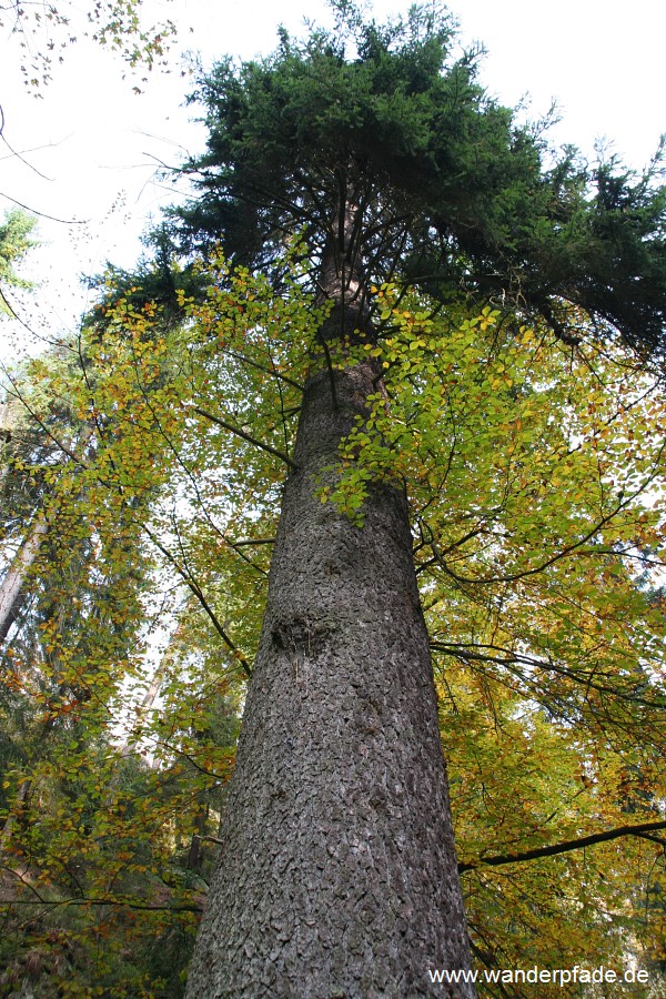 Größter Baum Sachsens († 2020)