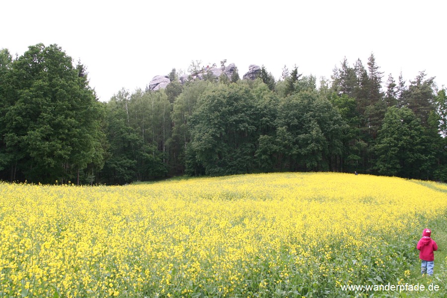 Ein Rapsfeld vor dem Gamrig