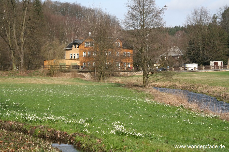 Foto: Märzenbecherwiesen im Polenztal, Bockmühle