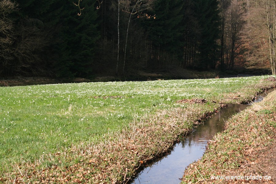 Märzenbecherwiesen im Polenztal