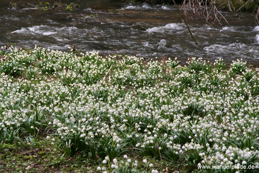 Mrzenbecherwiesen im Polenztal