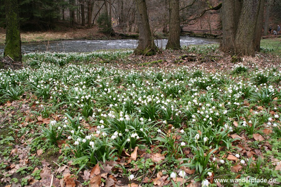 Mrzenbecherwiesen im Polenztal