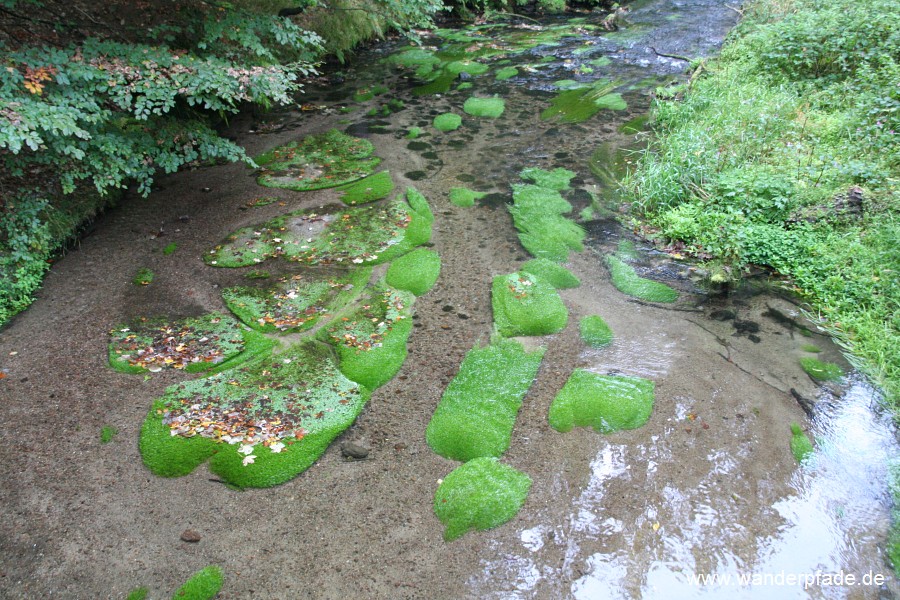 Flusslandschaft, Kirnitzsch