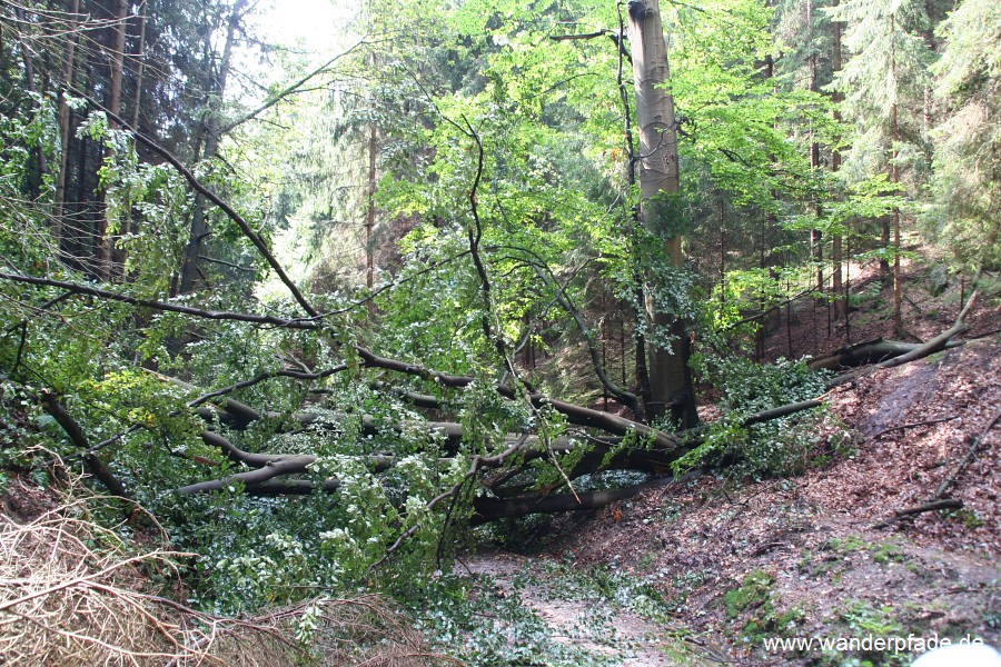 Knotenweg am Hockstein