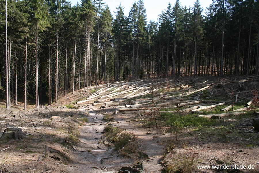 Borkenkferbefall am Winterstein