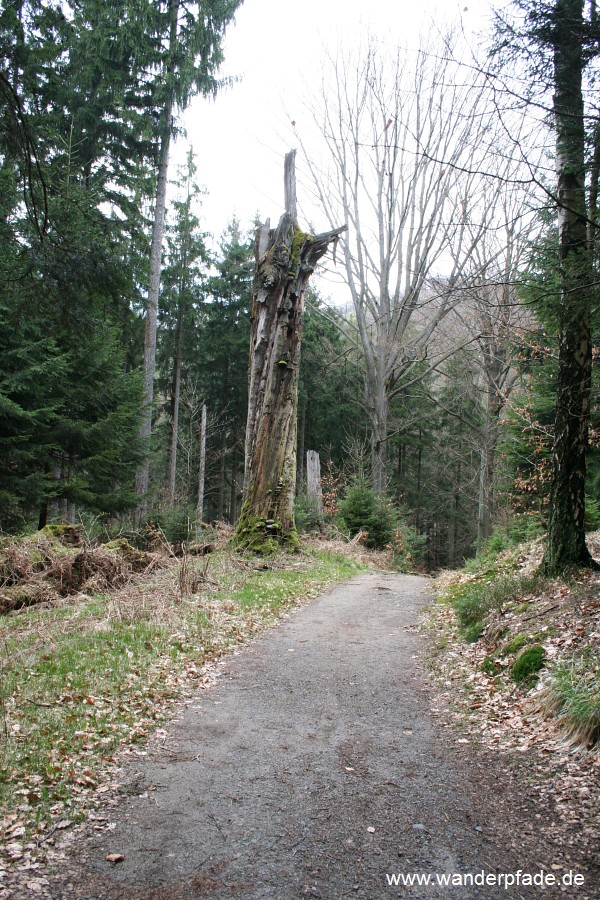 Fremdenweg im Wildensteiner Wald