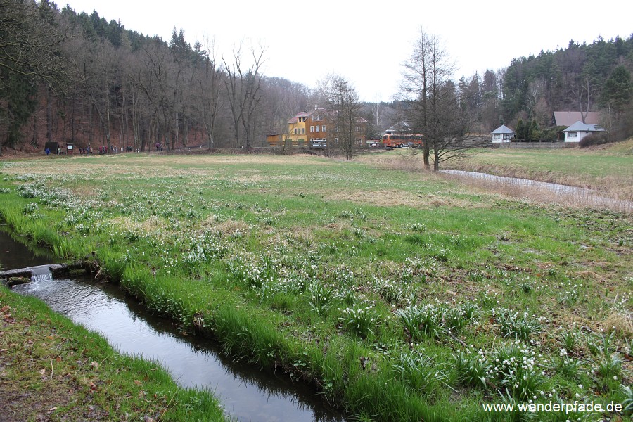 Foto: Bockmühle, Märzenbecherwiesen im Polenztal