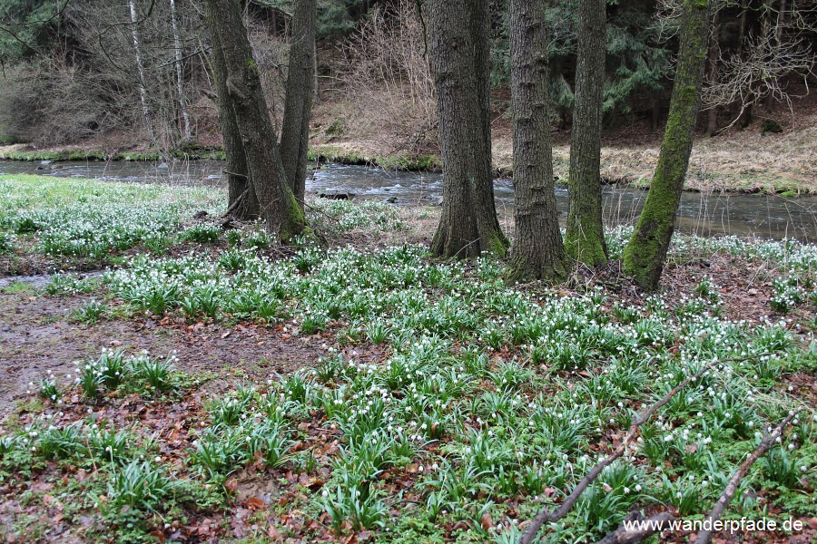 Mrzenbecherwiesen im Polenztal