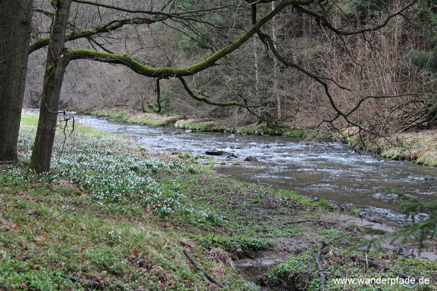 Mrzenbecherwiesen im Polenztal