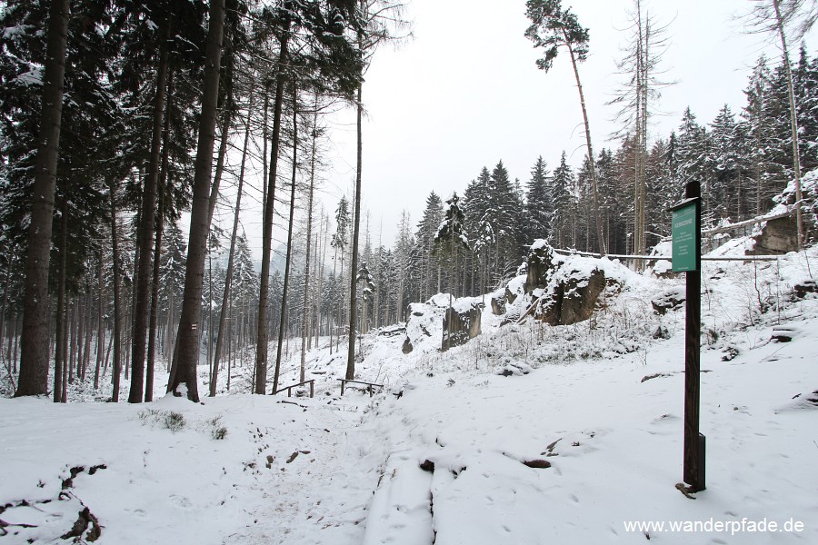 Borkenkferbefall am Winterstein