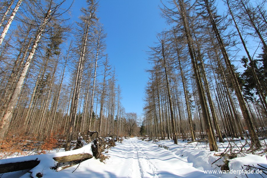 Reitsteig Schrammsteine