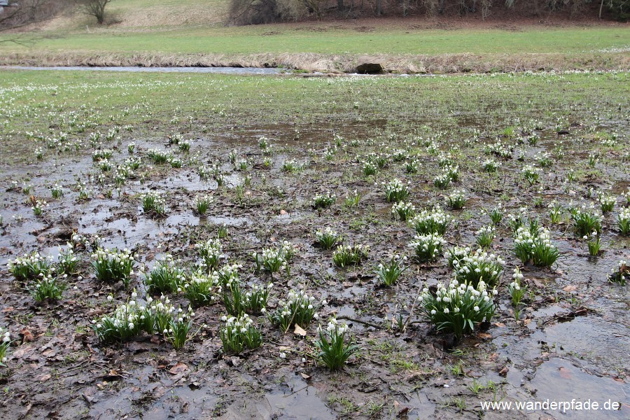 Mrzenbecherwiesen im Polenztal