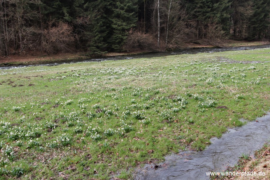 Mrzenbecherwiesen im Polenztal