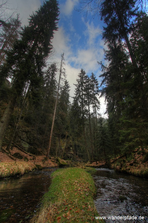 Grter Baum Sachsens ( 2020), Kirnitzschklamm