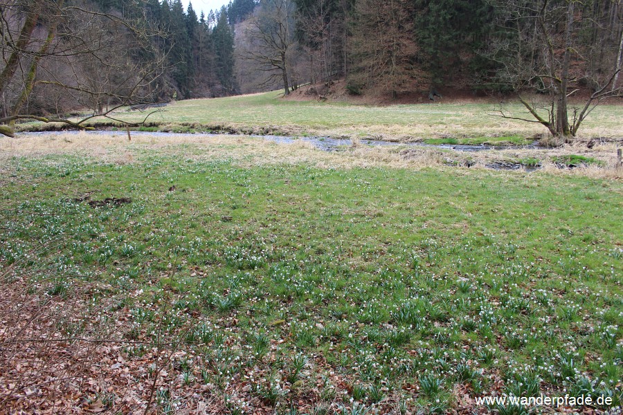 Foto: Märzenbecherwiesen im Polenztal