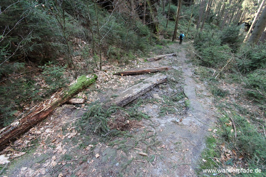 Eulentilke nach Holzernte