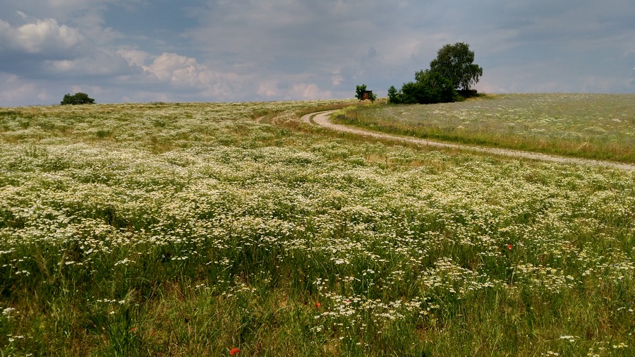 Trebnitzgrund